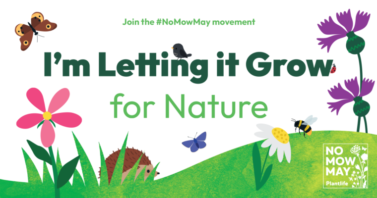 No Mow May: Give Nature a Chance This Spring