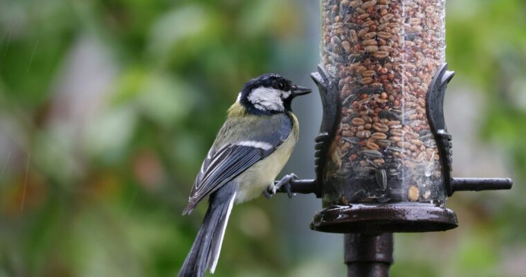 Important update for anyone who feeds garden birds