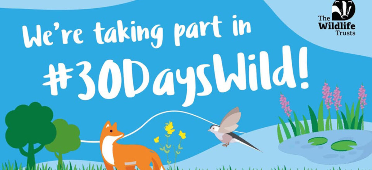 Go Wild With Us This June — Join 30 Days Wild at Wilder Walkern