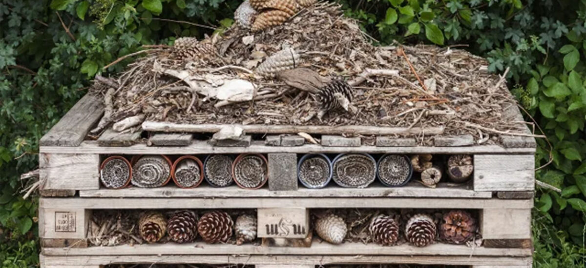 Wilder Walkern to Build a Community Bug Hotel — Volunteers & Materials Needed!
