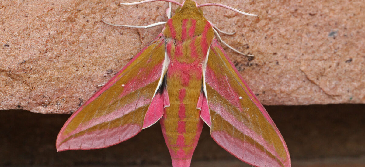 Walkern Moth Survey Reveals a Village Teeming With Wildlife