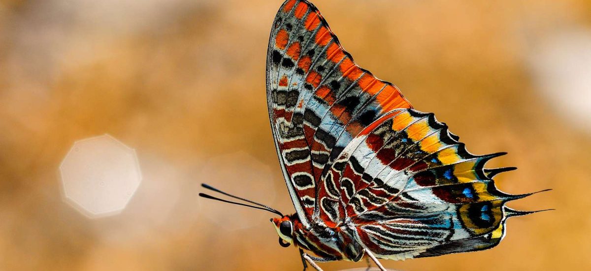 🦋 Big Butterfly Count 2026 – Take Part in Walkern