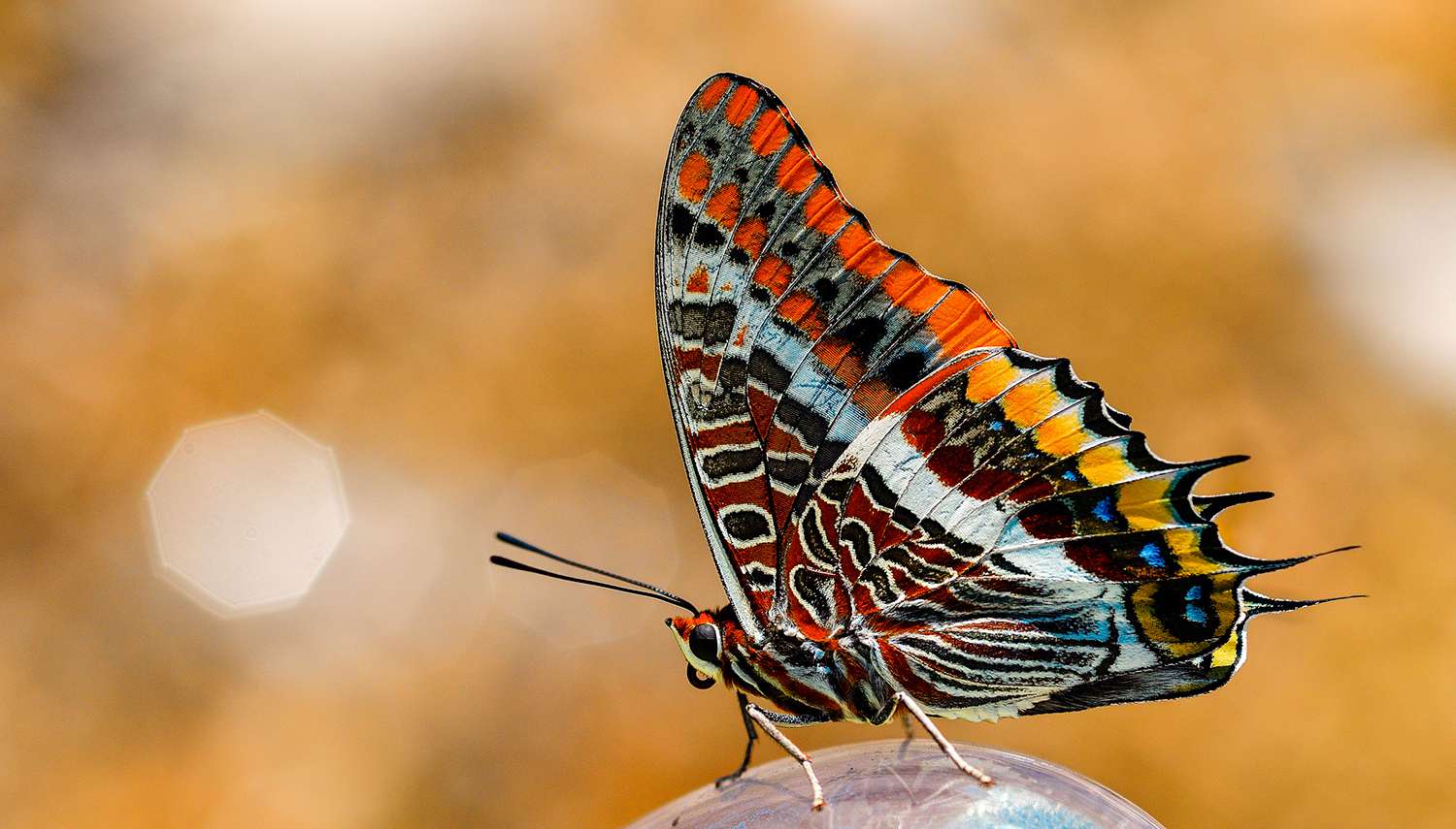 🦋 Big Butterfly Count 2026 – Take Part in Walkern