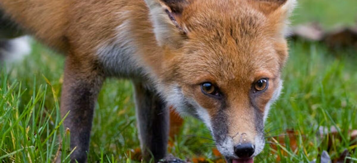 Helping Wildlife in Hot Weather