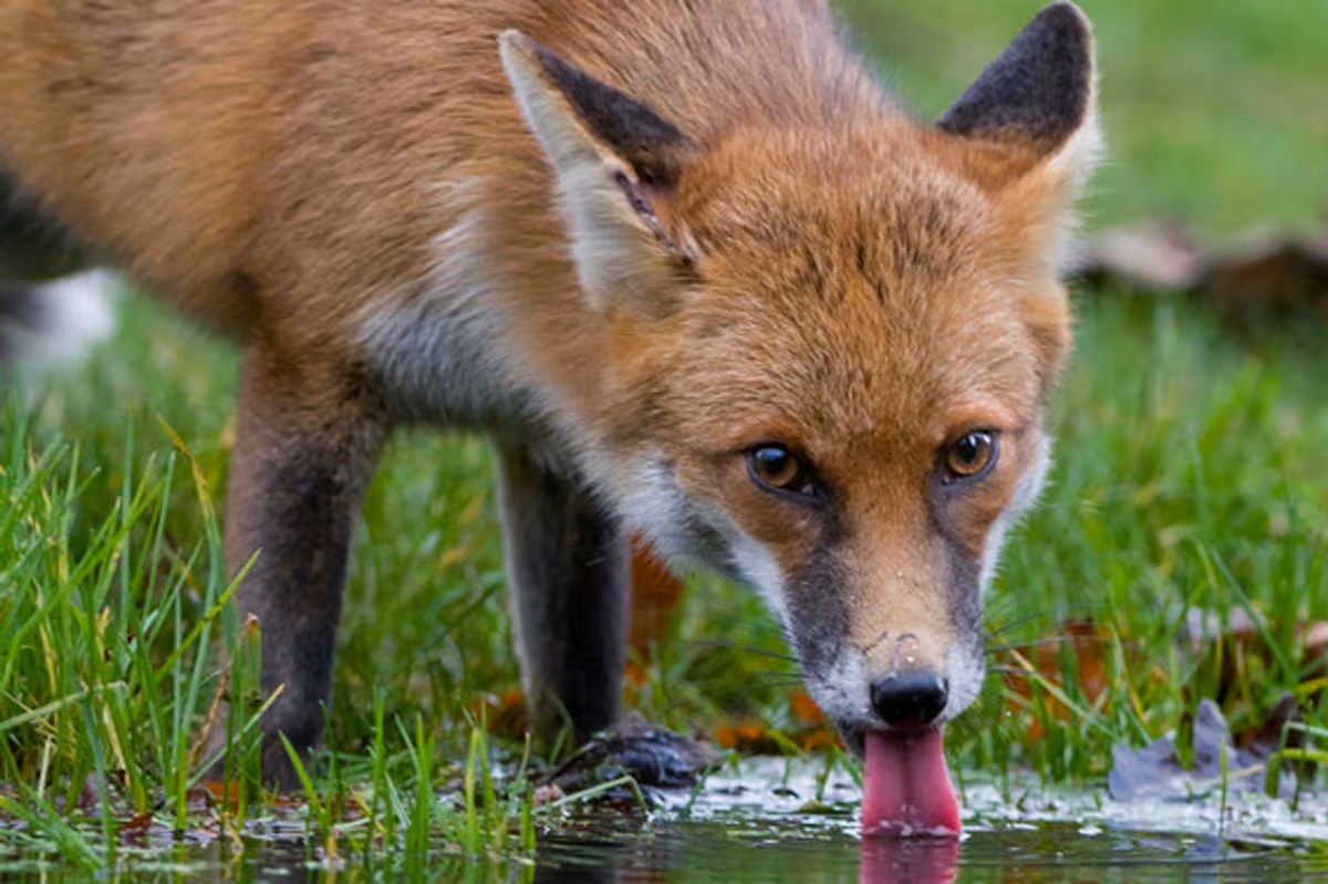 Helping Wildlife in Hot Weather